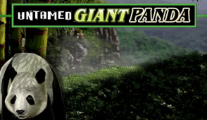 Untamed Giant Panda